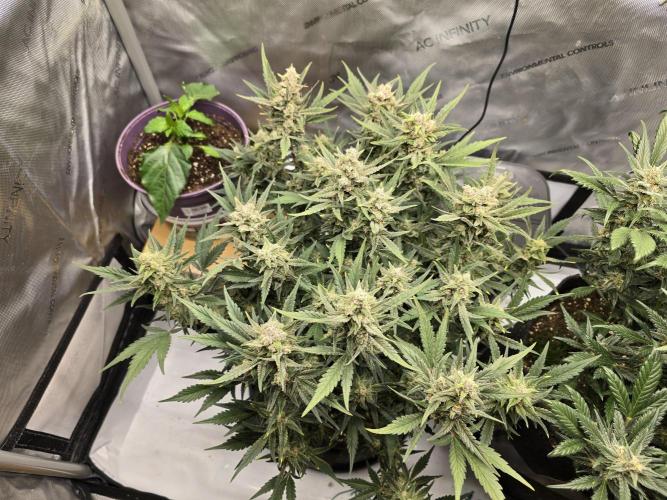 🍓RF3 Strawberry Gorilla🦍. Week 8 - top canopy left