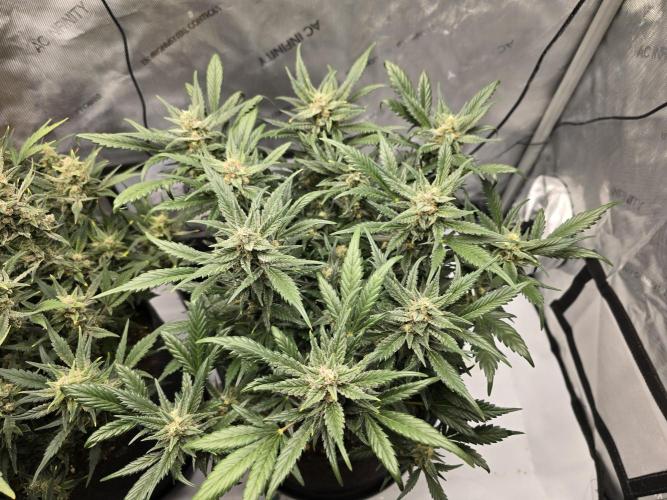 🍓RF3 Strawberry Gorilla🦍. Week 8 - top canopy right