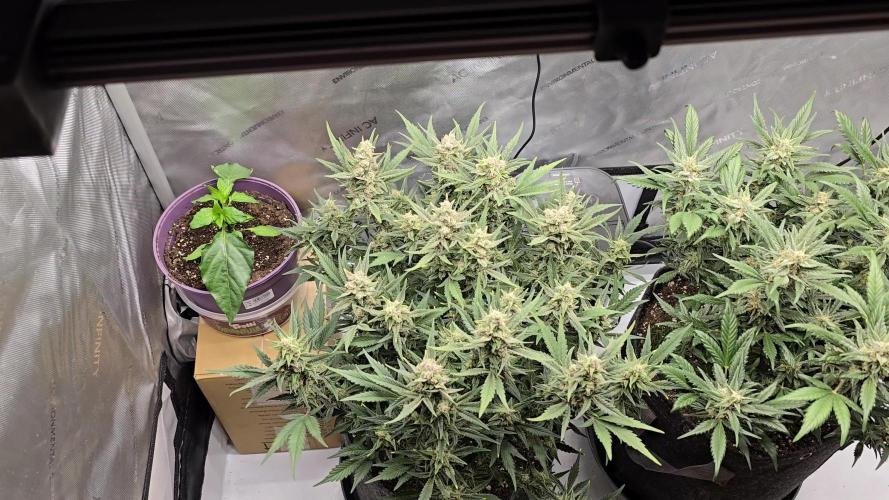 🍓RF3 Strawberry Gorilla🦍