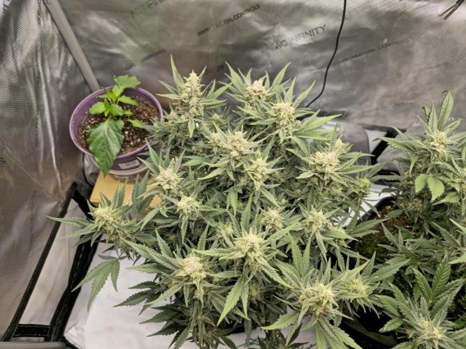 🍓RF3 Strawberry Gorilla🦍. Week 8 - 💚