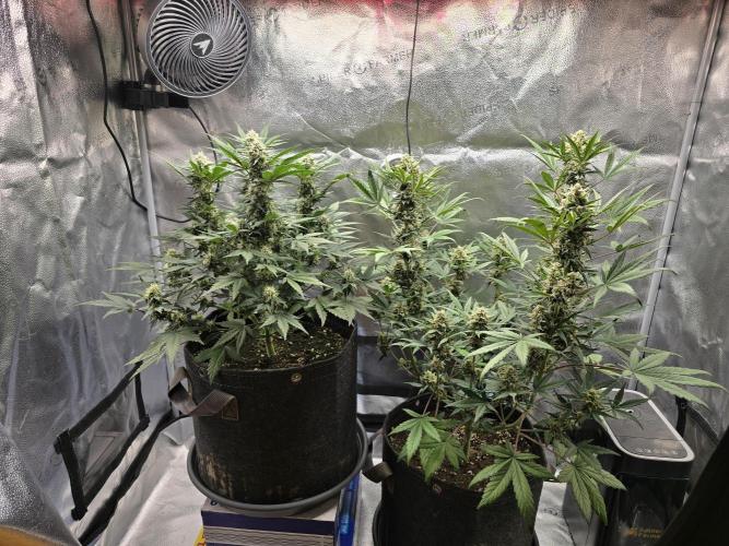 🍊Orange Sherbert Auto🍧. Week 8 - both side view