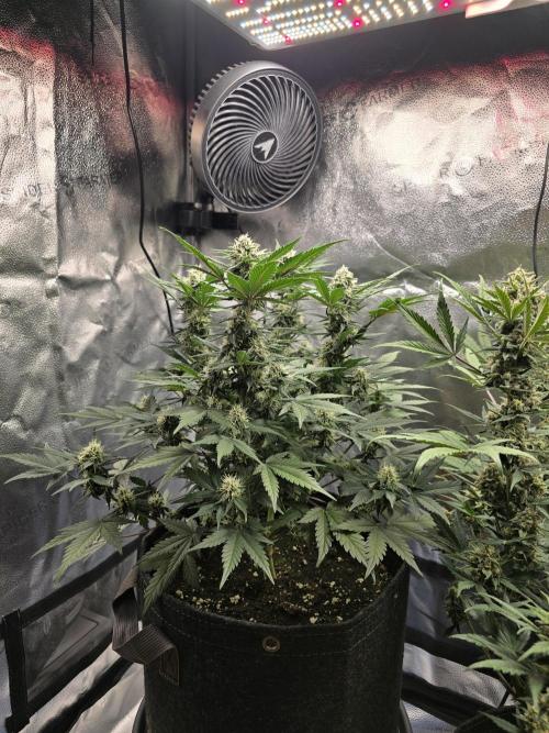 🍊Orange Sherbert Auto🍧. Week 8 - left plant