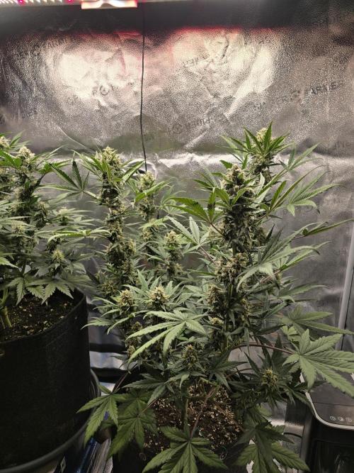 🍊Orange Sherbert Auto🍧. Week 8 - right plant
