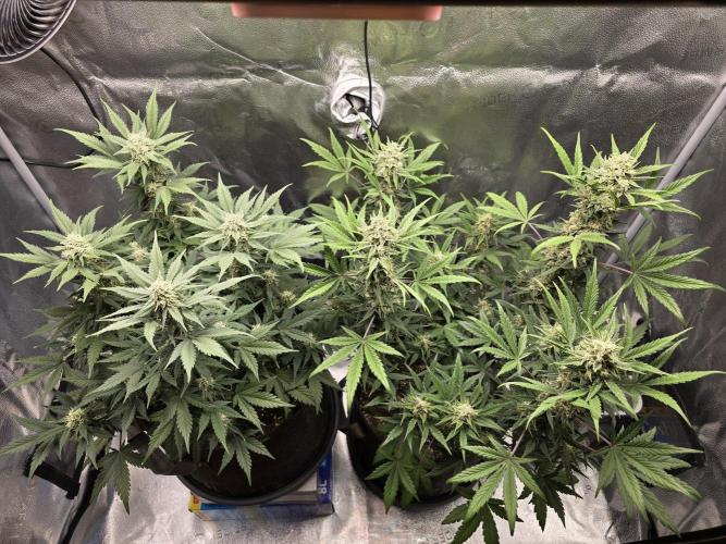 🍊Orange Sherbert Auto🍧. Week 8 - both plant above