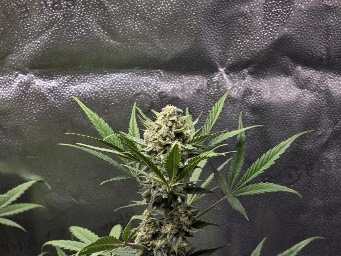 🍊Orange Sherbert Auto🍧. Week 8 - right plant bud✌️
