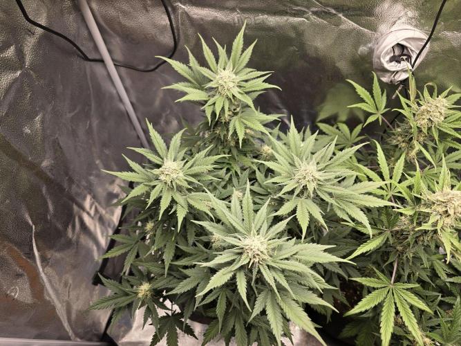 🍊Orange Sherbert Auto🍧. Week 8 - canopy left plant
