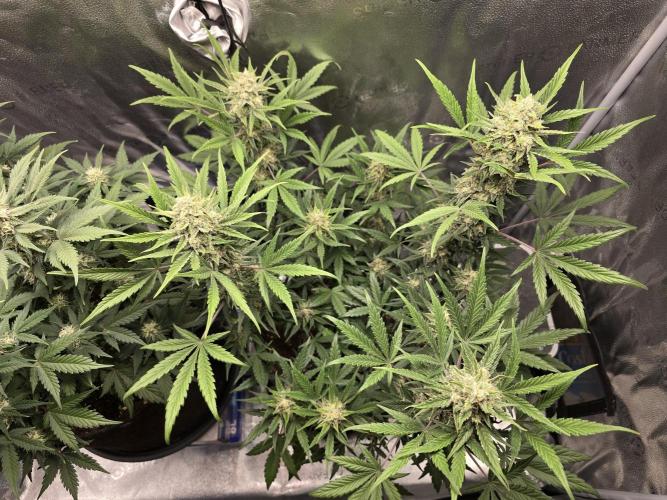 🍊Orange Sherbert Auto🍧. Week 8 - canopy right plant