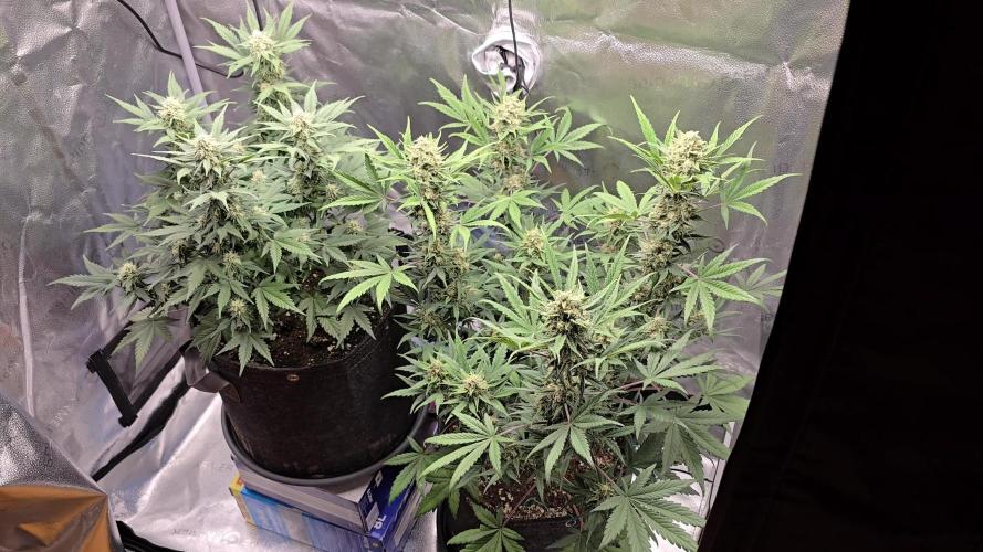 🍊Orange Sherbert Auto🍧