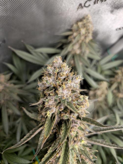 🍋Monster Lemon Cherry Gelato🍒🍦. Week 19