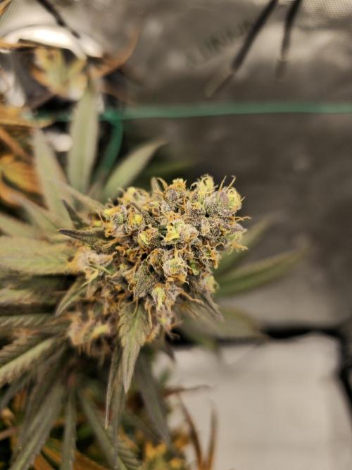 🍋Monster Lemon Cherry Gelato🍒🍦. Week 19