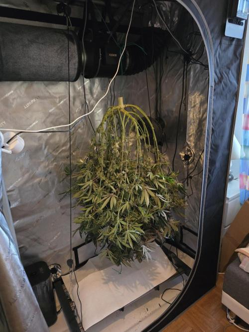🍋Monster Lemon Cherry Gelato🍒🍦. Week 19 - cut down upside down letting it dry