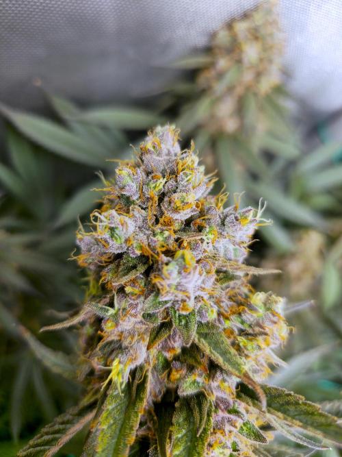 🍋Monster Lemon Cherry Gelato🍒🍦. Week 19 - 💚😎