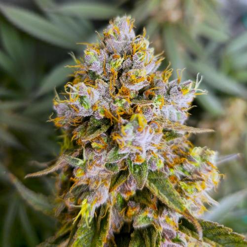 🍋Monster Lemon Cherry Gelato🍒🍦. Week 19 - 🤤