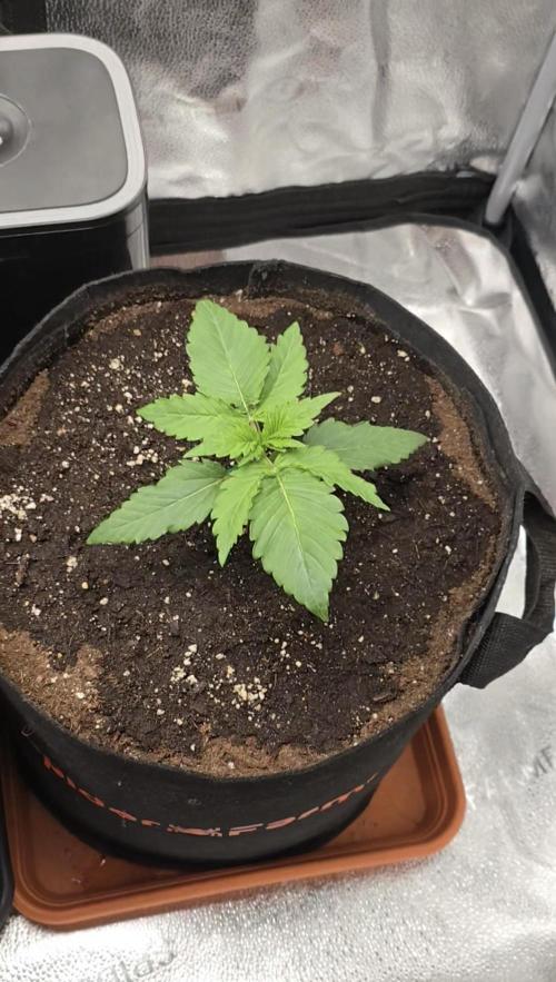 🍓🦍 Strawberry Gorilla Madness. Week 3
