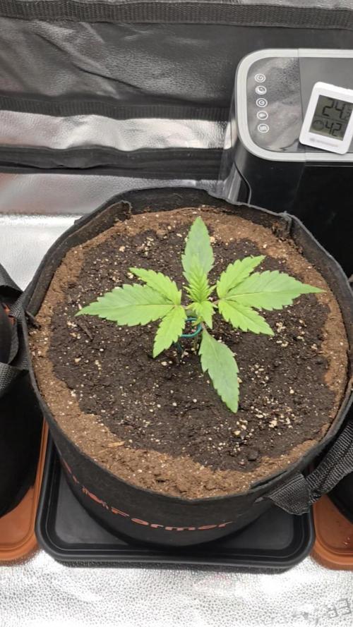 🍓🦍 Strawberry Gorilla Madness. Week 3