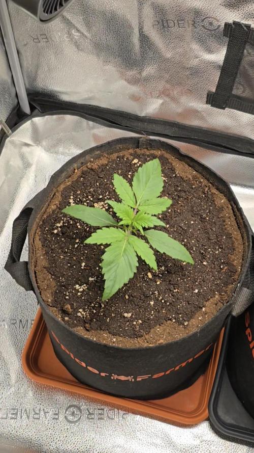 🍓🦍 Strawberry Gorilla Madness. Week 3