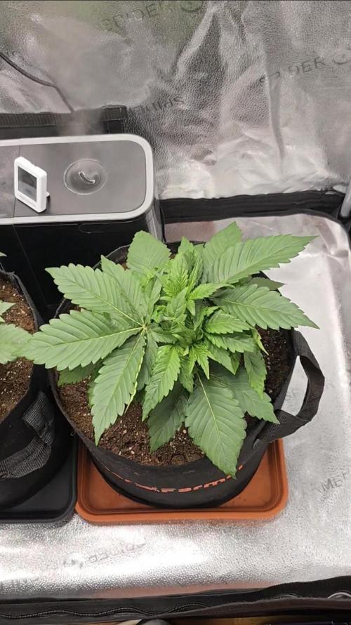 🍓🦍 Strawberry Gorilla Madness. Week 4