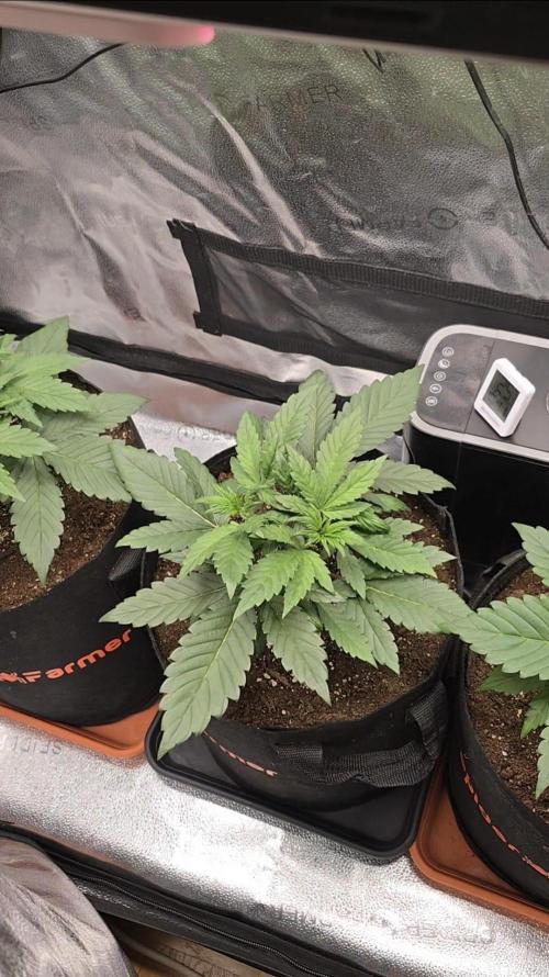 🍓🦍 Strawberry Gorilla Madness. Week 4