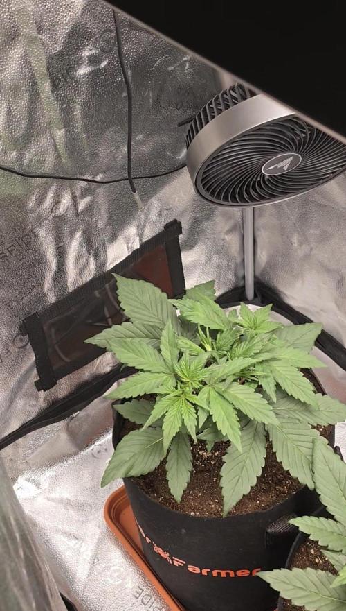 🍓🦍 Strawberry Gorilla Madness. Week 4