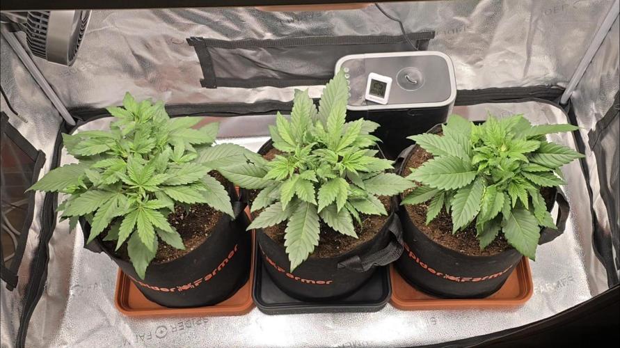 🍓🦍 Strawberry Gorilla Madness. Week 4