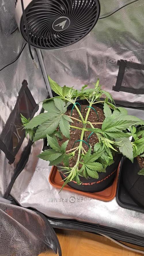 🍓🦍 Strawberry Gorilla Madness