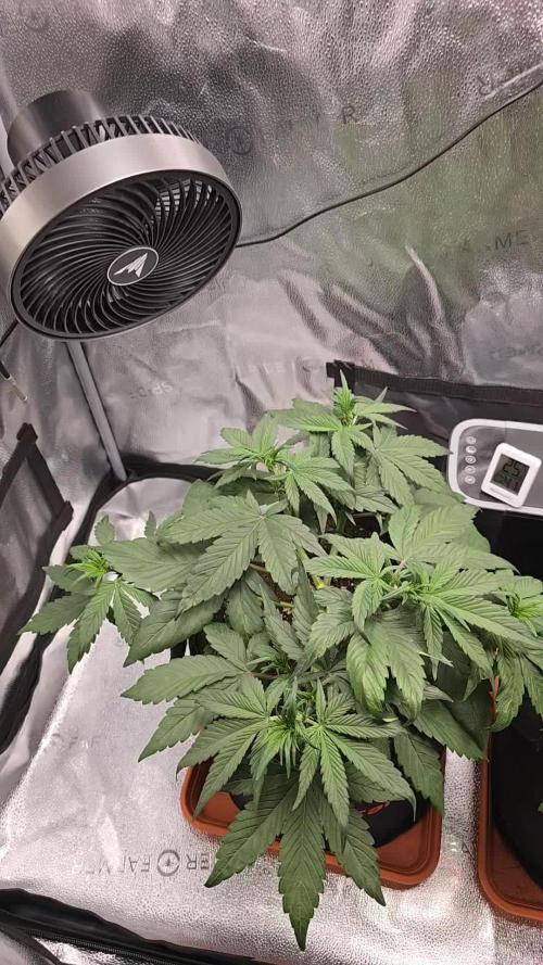 🍓🦍 Strawberry Gorilla Madness