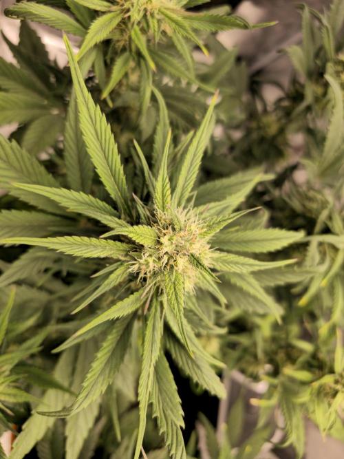 🍓🦍 Strawberry Gorilla Madness. Week 6