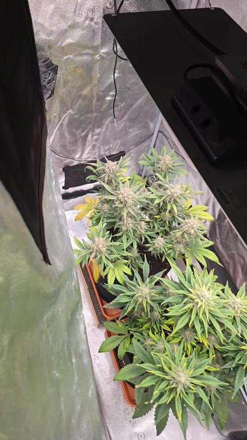 🍓🦍 Strawberry Gorilla Madness