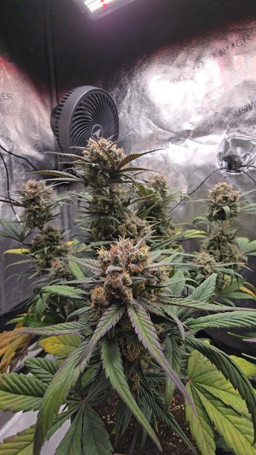 🍓🦍 Strawberry Gorilla Madness. Week 8 - ✌️💚
