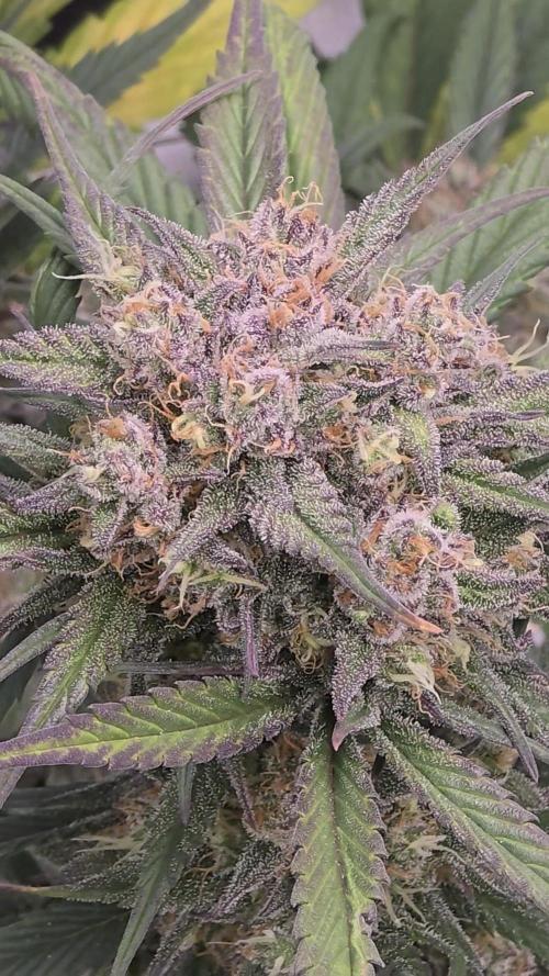 🍓🦍 Strawberry Gorilla Madness. Week 8 - sexy bud