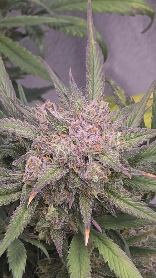🍓🦍 Strawberry Gorilla Madness. Week 8 - sexy bud