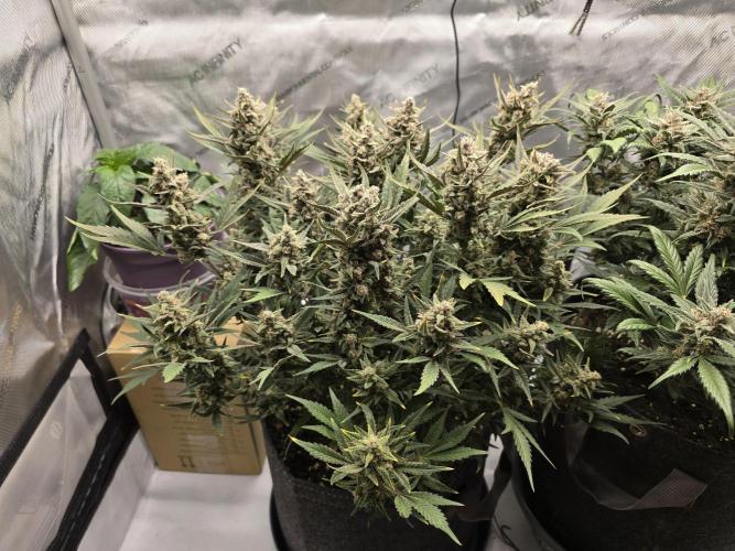 🍓RF3 Strawberry Gorilla🦍. Week 9