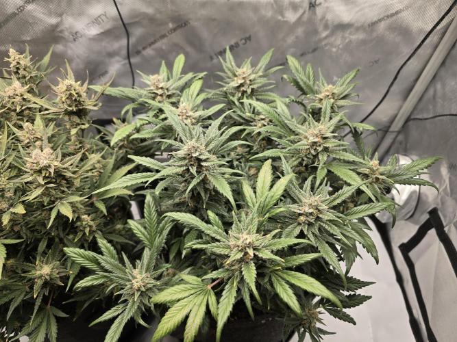 🍓RF3 Strawberry Gorilla🦍. Week 9