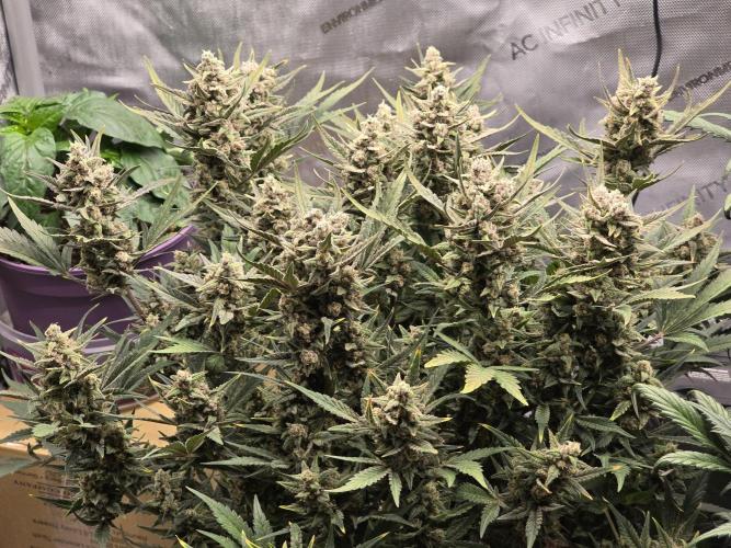 🍓RF3 Strawberry Gorilla🦍. Week 9