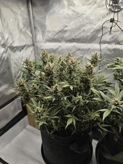 🍓RF3 Strawberry Gorilla🦍. Week 9