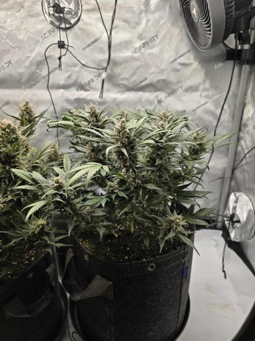 🍓RF3 Strawberry Gorilla🦍. Week 9