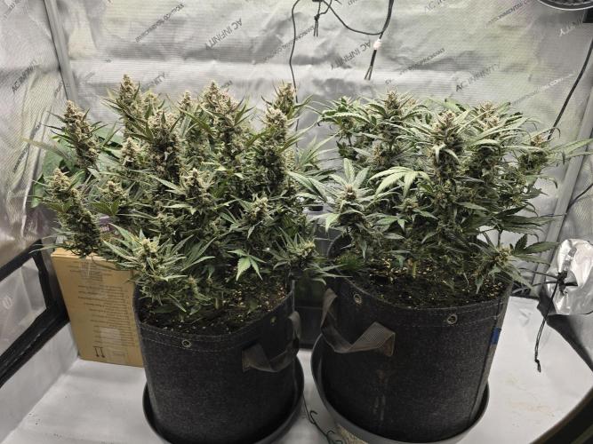 🍓RF3 Strawberry Gorilla🦍. Week 9