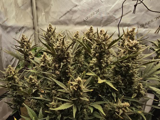 🍓RF3 Strawberry Gorilla🦍. Week 9