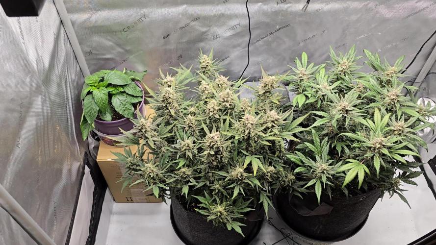🍓RF3 Strawberry Gorilla🦍