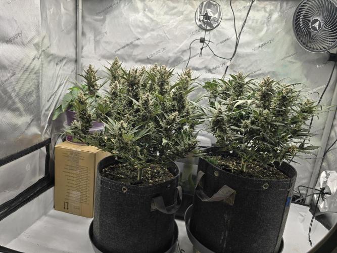 🍓RF3 Strawberry Gorilla🦍. Week 9