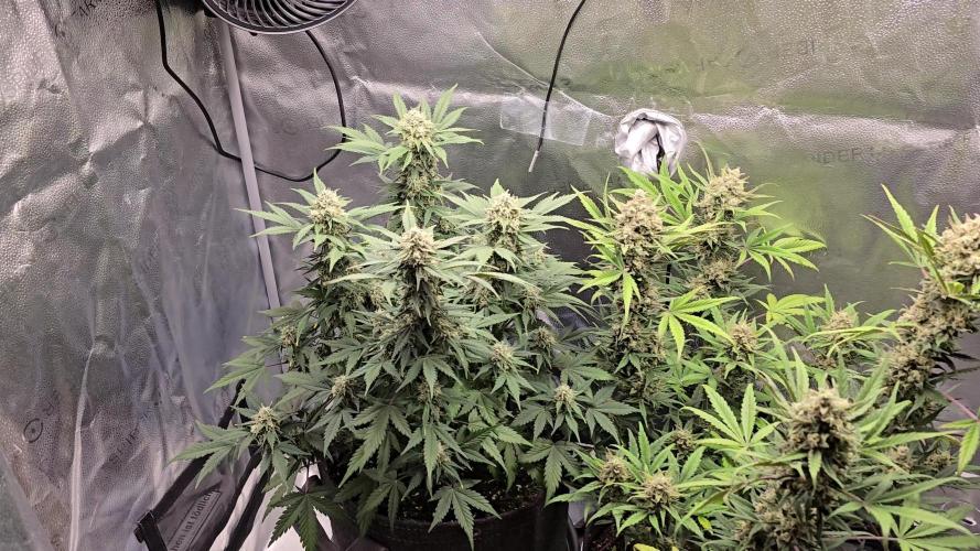 🍊Orange Sherbert Auto🍧