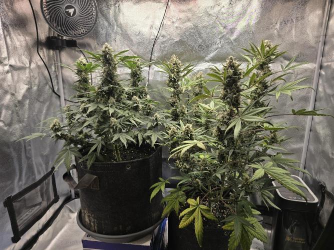 🍊Orange Sherbert Auto🍧. Week 9