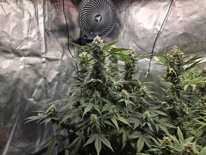 🍊Orange Sherbert Auto🍧. Week 9