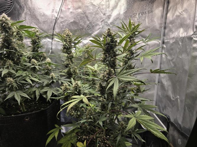 🍊Orange Sherbert Auto🍧. Week 9