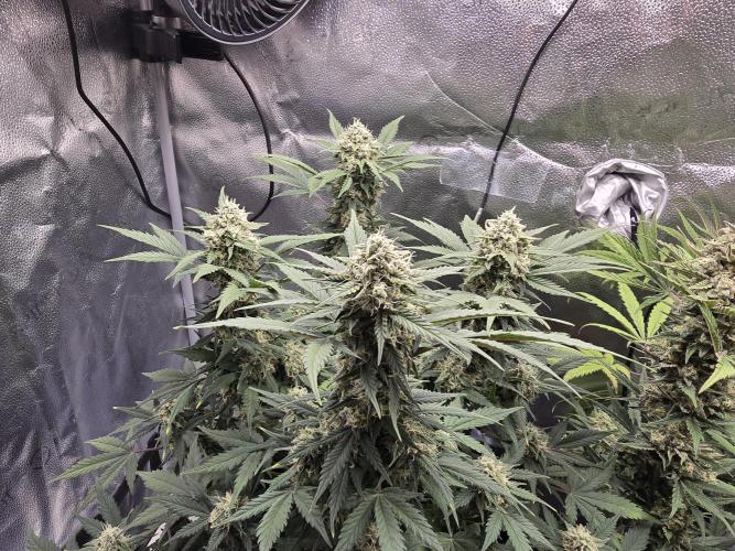🍊Orange Sherbert Auto🍧. Week 9