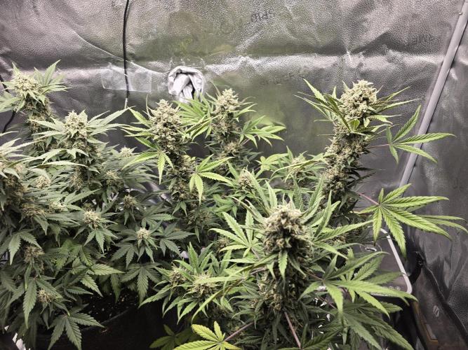 🍊Orange Sherbert Auto🍧. Week 9