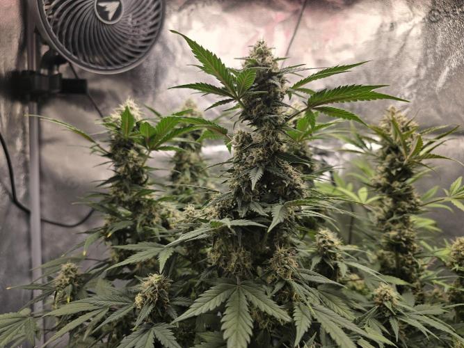 🍊Orange Sherbert Auto🍧. Week 9