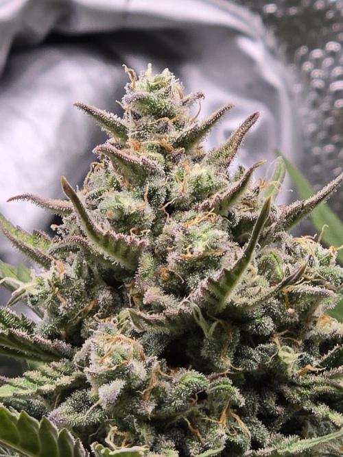 🍊Orange Sherbert Auto🍧. Week 9 - ✌️