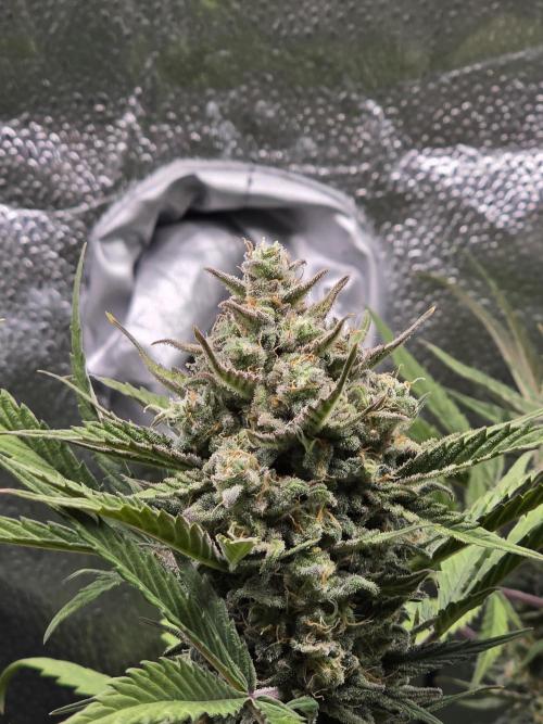 🍊Orange Sherbert Auto🍧. Week 9