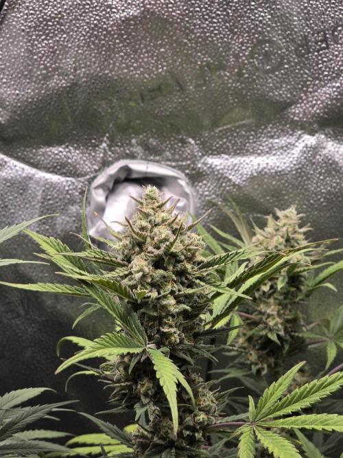 🍊Orange Sherbert Auto🍧. Week 9